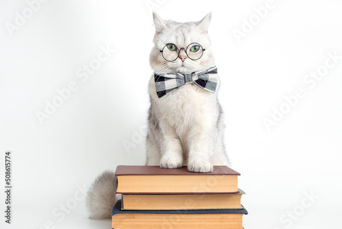 Cute serious white cat in a bow tie and glasses, standing on a stack of old books