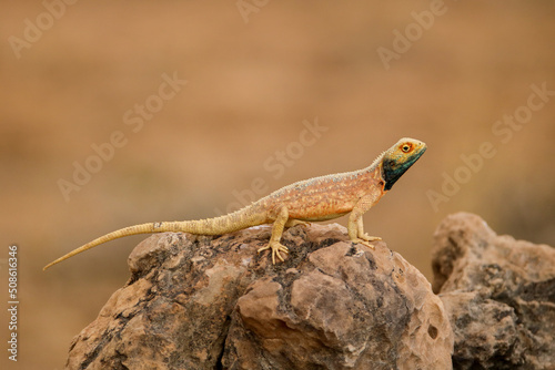 Ground Agama (Agama aculeata) in the Kgalagadi, South Africa © Kim