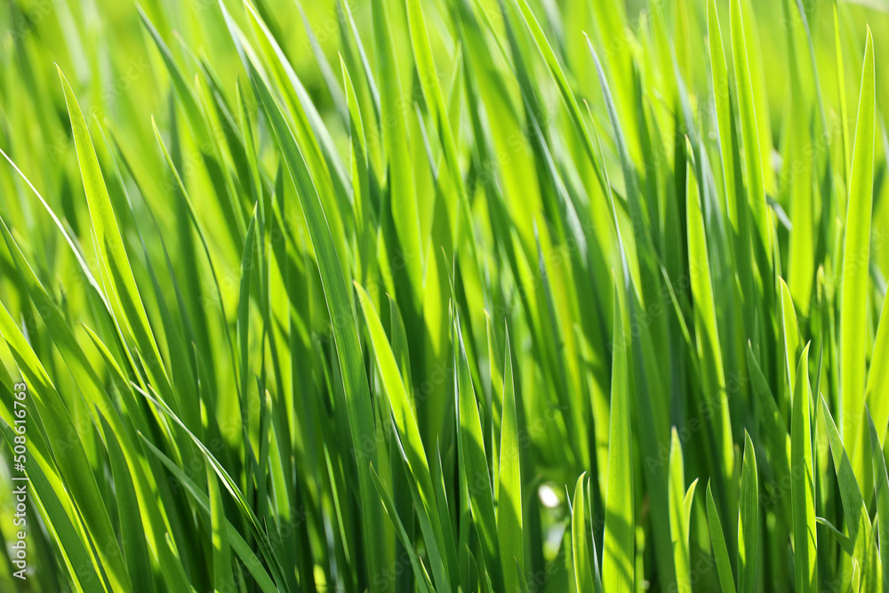 Green grass in sunlight, blurred background. Fresh spring or summer nature, sunny meadow Green grass in sunlight, blurred background. Fresh spring or summer nature, sunny meadow