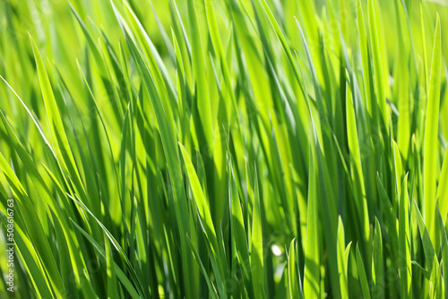 Green grass in sunlight, blurred background. Fresh spring or summer nature, sunny meadow