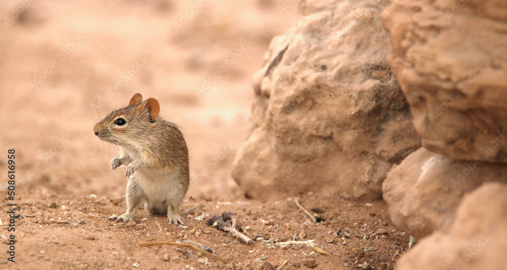 Four-striped Grass Mouse (Rhabdomys pumillio) in the Kgalagadi, South Africa Four-striped Grass Mouse (Rhabdomys pumillio) in the Kgalagadi, South Africa