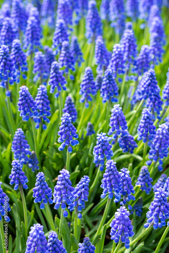 Blue muscari flowers on the lawn in the park closeup. Viper onion or mouse hyacinth on a flowerbed in a spring garden 