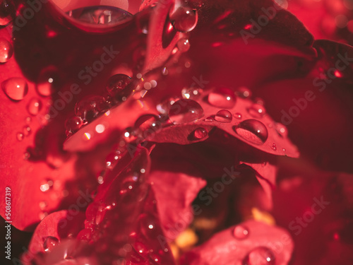 water drops on red rose