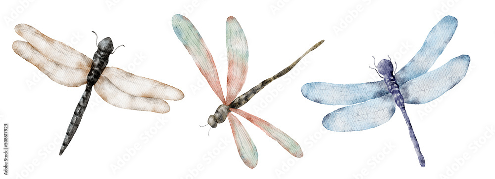 Watercolor dragonfly hand drawn illustrations insects set - obrazy, fototapety, plakaty 