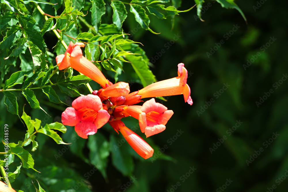Bright red flowers of the trumpet vine or trumpet creeper Campsis