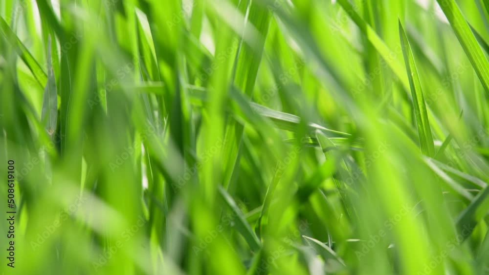 Close-up view of fresh green grass swaying in windy weather, daytime, selective focus. Close-up view of fresh green grass swaying in windy weather, daytime, selective focus.