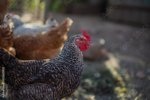 Chickens on a farm with a blurred background in the rays of the setting sun