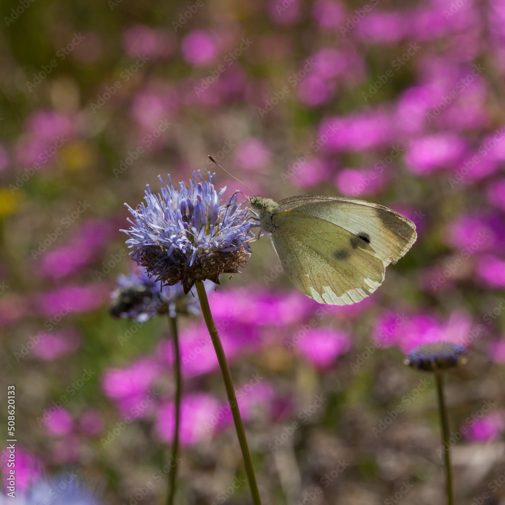 Piéride du chou butinant une fleur bleue devant un parterre de fleurs roses Piéride du chou butinant une fleur bleue devant un parterre de fleurs roses