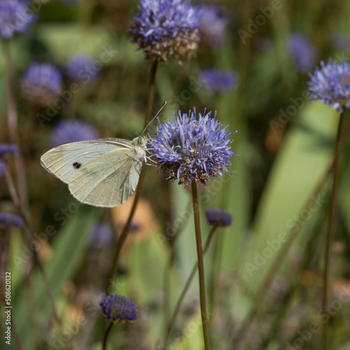 Papillon piéride du chou butinant une fleur bleue photo