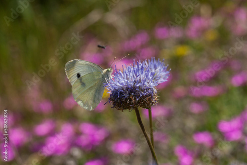 Papillon nommé piéride du chou butinant une fleur bleue dans un jardin photo