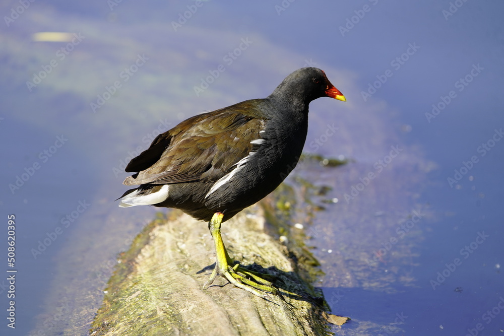 Common moorhen (Gallinula chloropus) Rallidae family. Hanover, Germany. Common moorhen (Gallinula chloropus) Rallidae family. Hanover, Germany.