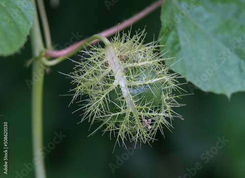 Close up Rambusa fruit (Passiflora foetida) in the garden