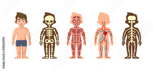 Human Body Anatomy Set on White Background. Vector