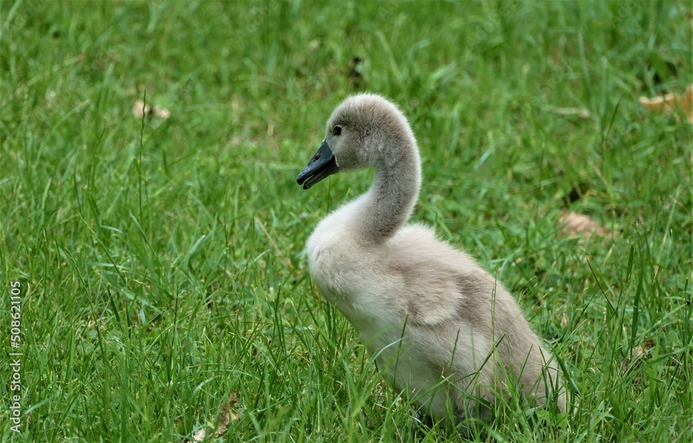 Fototapeta premium Cute little baby swan on the green meadow nature background
