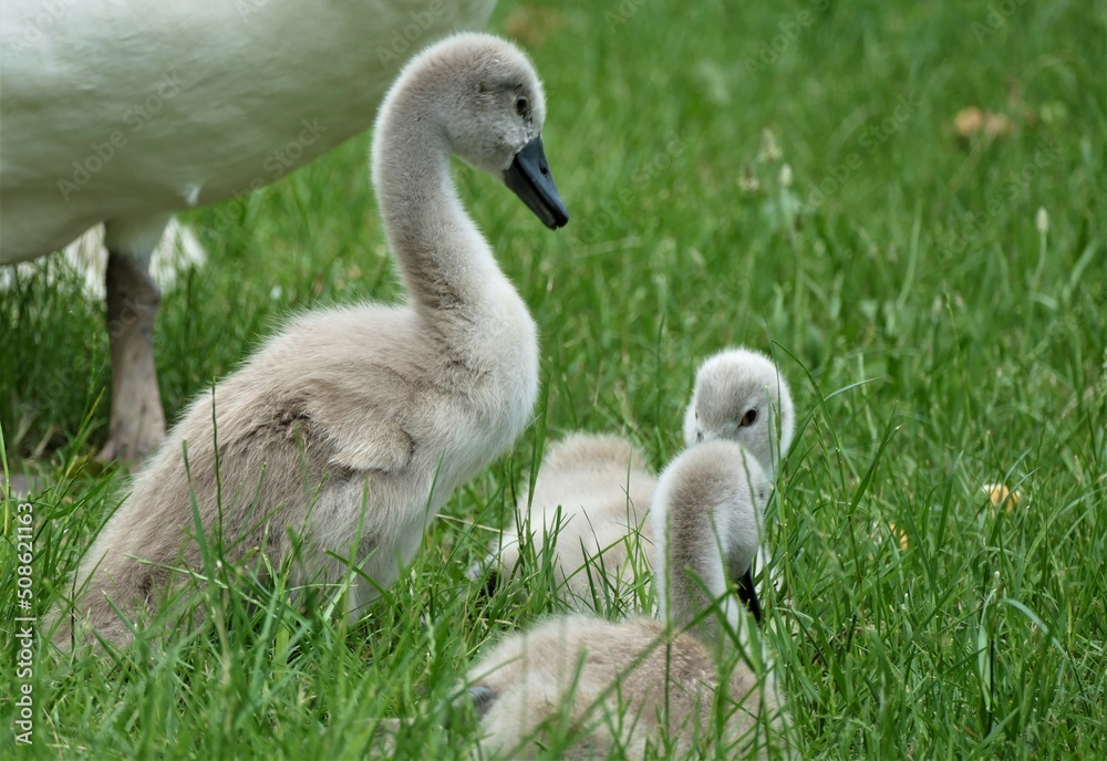 Fototapeta premium Cute little baby swan on the green meadow nature background