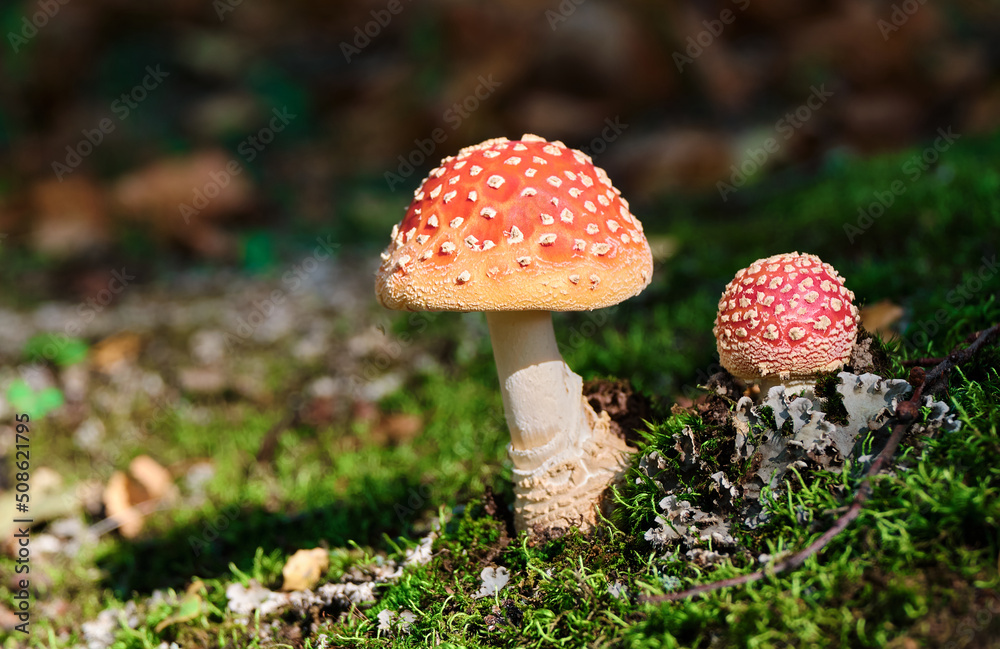 Amanitas in grass in forest, mushrooms close-up in nature on dark background. Amanitas in grass in forest, mushrooms close-up in nature on dark background.