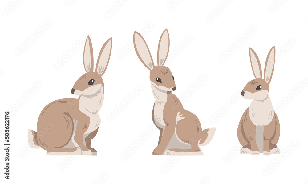 Hare or Jackrabbit as Animal with Long Ears and Grayish Brown Coat in Sitting Pose Vector Set