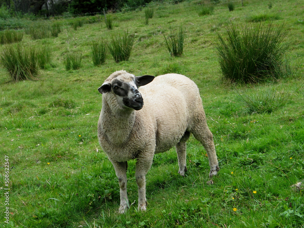 The light sheep itself on the mountain pasture. White sheep on a greenfield. The origin of the breeding of the Dorper breed is from Africa and Persia. The light sheep itself on the mountain pasture. White sheep on a greenfield. The origin of the breeding of the Dorper breed is from Africa and Persia.