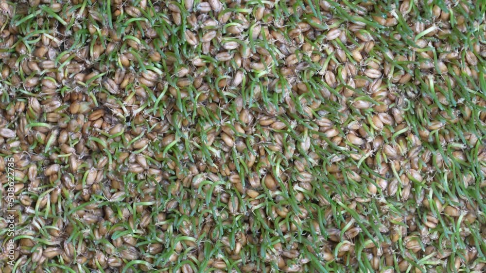 Background of germinated wheat grains rotates, close up, top view. Healthy food concept Background of germinated wheat grains rotates, close up, top view. Healthy food concept