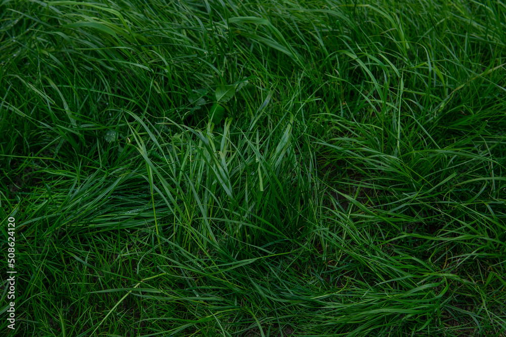 green grass