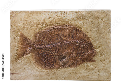 Foto Fossil of a flounder-like flatfish isolated on white background