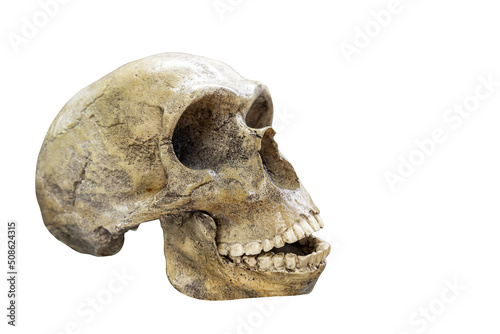 Skull of prehistoric man, Skull of neanderthalensis isolated on white background with space for text photo