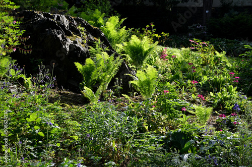 Fototapeta Naklejka Na Ścianę i Meble -  a garden of a shady nature by a stream flowing into a paved stream flowing through a bed of perennials. undergrowth perennials into a wet spring. rocky outcrop with ferns