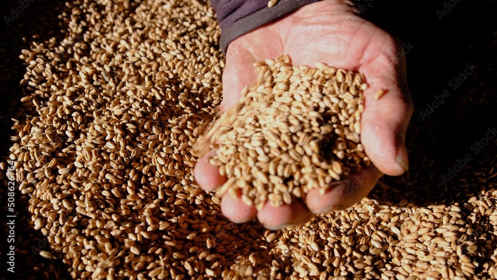Hands with wheat farmer Old man from village showing the wheat yield Harvest of wheat Real natural Farmer hand in wheat Hands with wheat farmer Old man from village showing the wheat yield Harvest of wheat Real natural Farmer hand in wheat