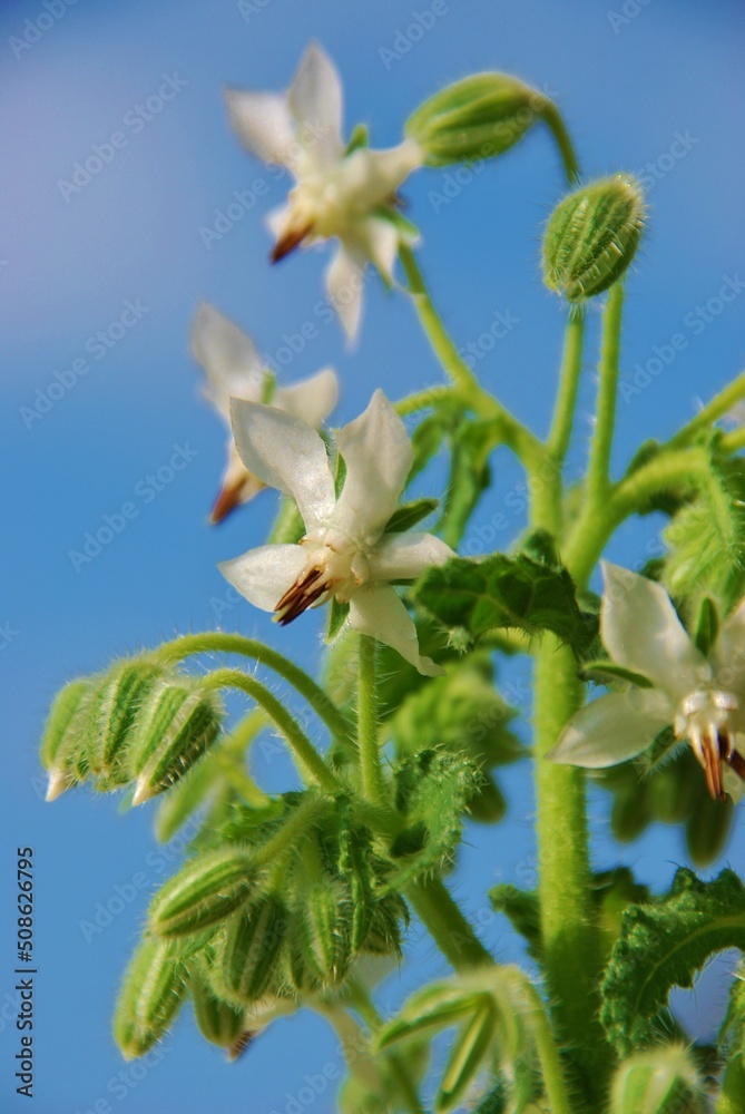Obraz premium Rare white borage borago officinalis starflower edible flower with bright white petals . Mediterranean region.Spain. Medicinal plants and kitchen herbs.