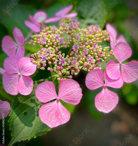 紫陽花