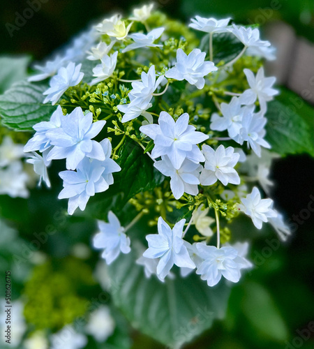 紫陽花
