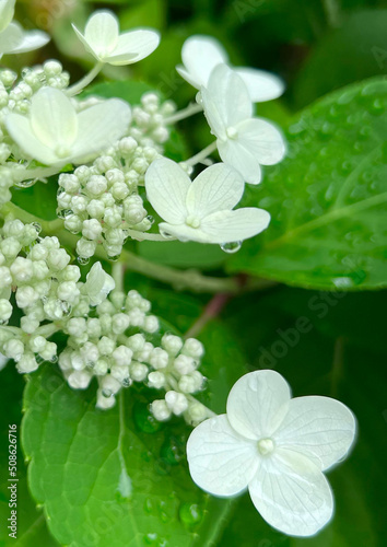 紫陽花