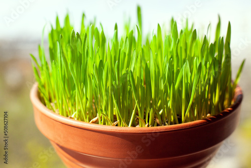 Green cat grass with grows in a ceramic flower pot in macro. Oat grass plant in terracotta pot. Selective focus on individual blades of grass. Blurred image