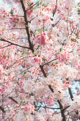 Cherry tree crown with blooming delicate pink flowers
