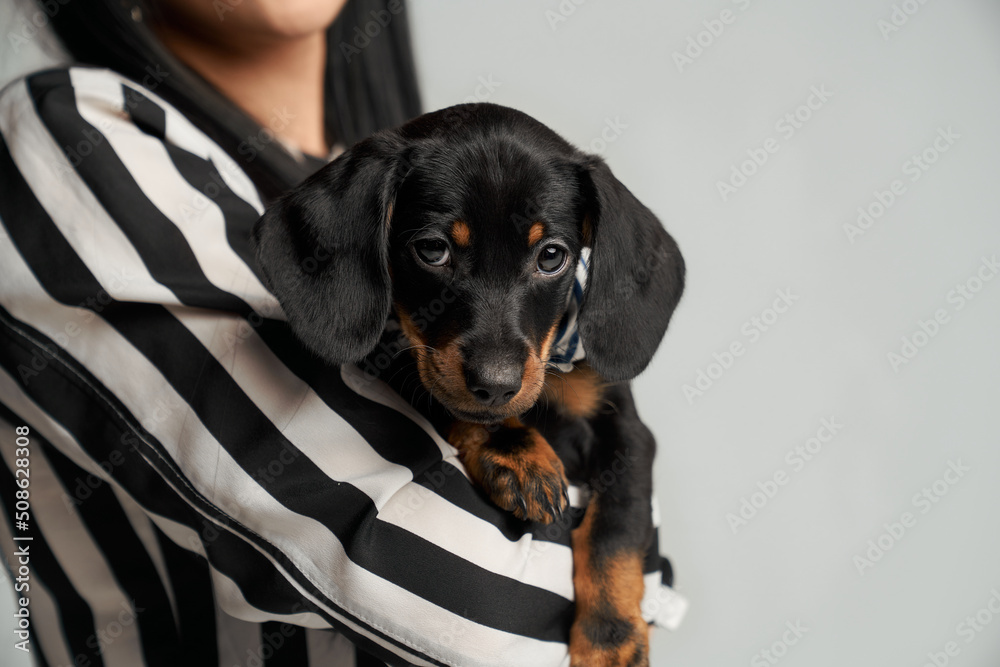 Front view of young, brunette female wearing striped jacket, holding little dachshund puppy by hands. Black taksa dog looking at camera. Isolated on grey studio background.
