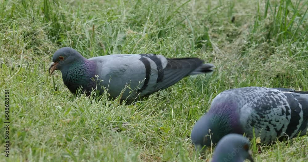 Pigeons feed on a green fresh grass lawn in sunny spring, summer day.