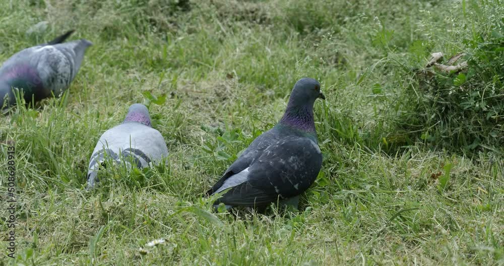 Pigeons feed on a green fresh grass lawn in sunny spring, summer day. Pigeons feed on a green fresh grass lawn in sunny spring, summer day.
