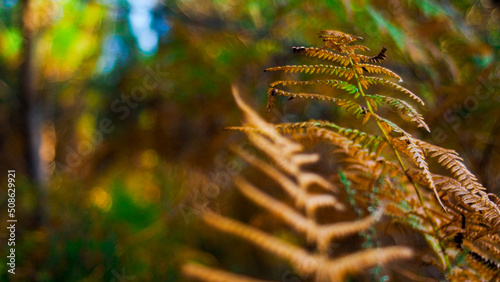 Macro de feuilles de fougère de teinte orangée, dans la forêt des Landes de Gascogne, pendant le crépuscule © Anthony
