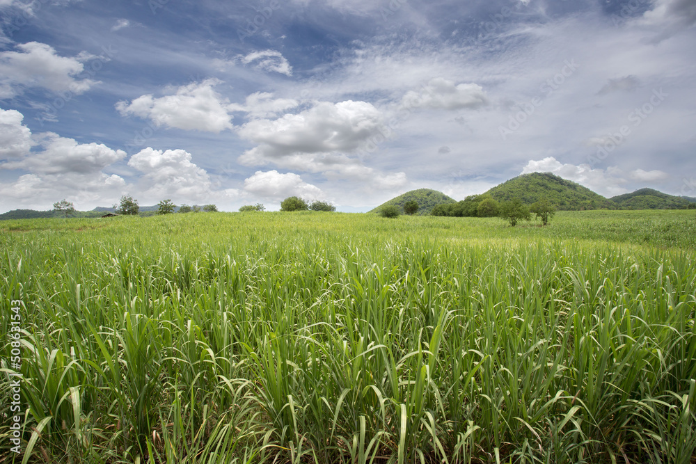 sugar cane plantation. sugarcane is a grass of poaceae family. it taste sweet and good for health. Well known as tebu in malaysia sugar cane plantation. sugarcane is a grass of poaceae family. it taste sweet and good for health. Well known as tebu in malaysia