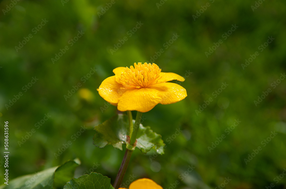 Greeping Jenny yellow flower blossom in the garden Greeping Jenny yellow flower blossom in the garden