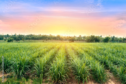 Fototapeta Sugarcane field at sunset