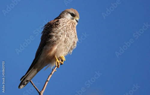 A beautiful low angle view of a common kestrel perching on a tree top against a clear blue sky background. 