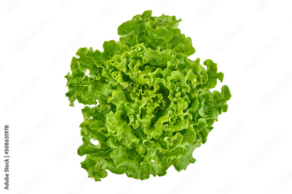 Fresh green lettuce isolated on a white background Fresh green lettuce isolated on a white background