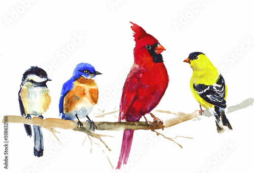 Wallpaper Mural Chickadee Goldfinch Robin Red cardinal bird on a branch watercolor illustration