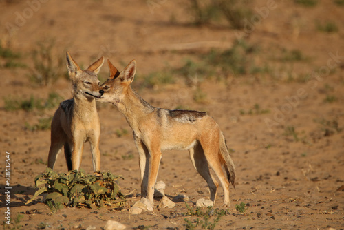 Black-backed Jackal in the Kgalagadi, South Africa 