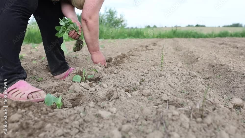 farmer's female hands plant cabbage sprouts in the farm vegetable garden field. farmer's female hands plant cabbage sprouts in the farm vegetable garden field.