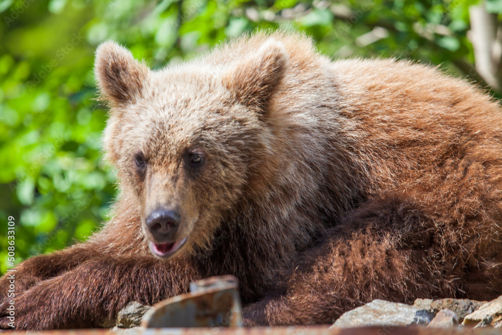 Fototapeta premium Young bear on the Transfagarasan in Romania