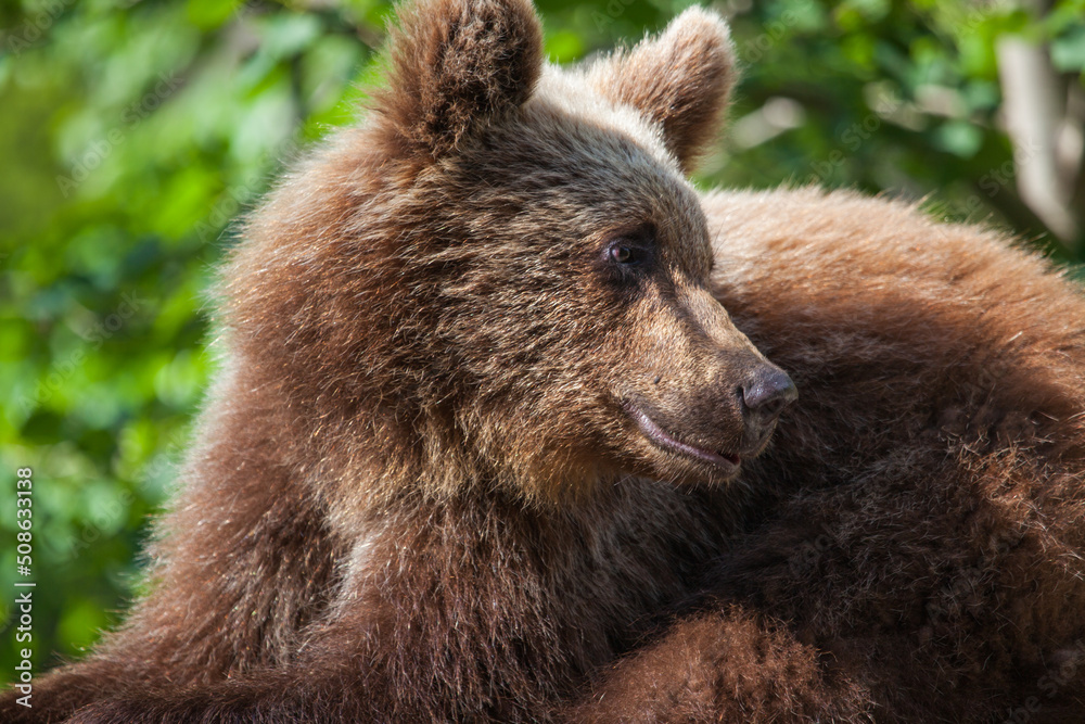 Young bear on the Transfagarasan in Romania Young bear on the Transfagarasan in Romania