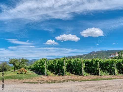 Rows of vineyards on mountain and blue cloudy sky background