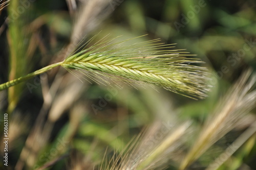 Fresh green spikelet. wheat grass closeup. plant of rye. wheat spikelets with grains.Fresh green grass closeup. Abstract nature background.